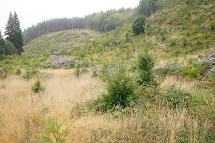 Timberland Property in Grays Harbor County, Washington