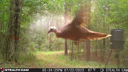 Timberland Property in Franklin County, Mississippi