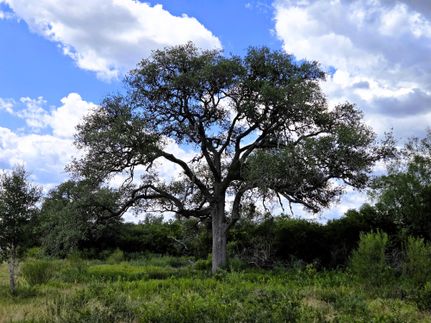 Farm and Ranch in Bee County, Texas