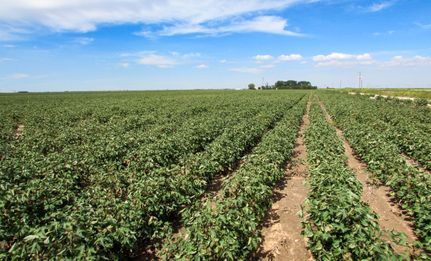 Farm and Ranch in Bailey County, Texas