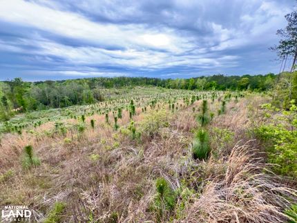 Undeveloped Land in Washington County, Alabama