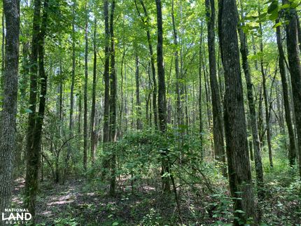 Timberland Property in Van Buren County, Arkansas