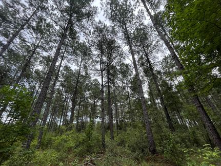 Undeveloped Land in Pike County, Mississippi
