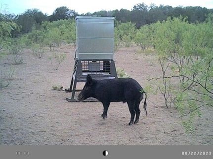 Hunting Property in Crockett County, Texas