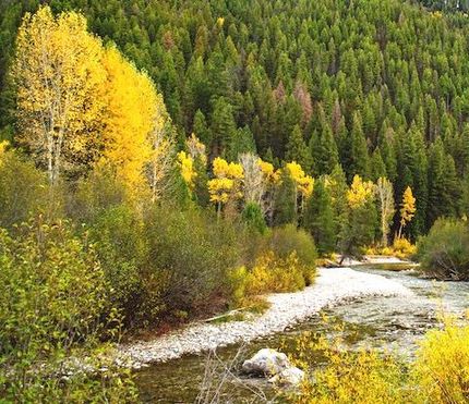 Timberland Property in Fremont County, Idaho