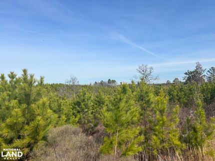 Undeveloped Land in Calhoun County, Mississippi