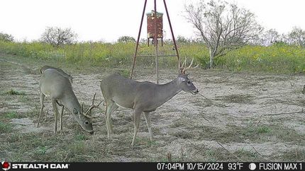 Land for sale in Jim Hogg County, Texas