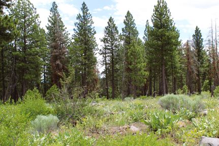 Undeveloped Land in Modoc County, California