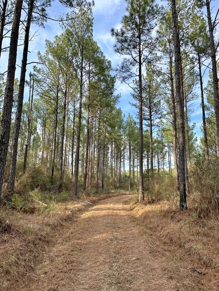 Farm and Ranch in Covington County, Alabama