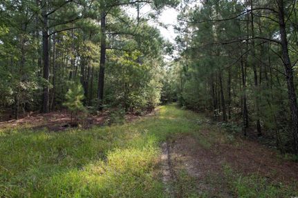 Undeveloped Land in Williamsburg County, South Carolina