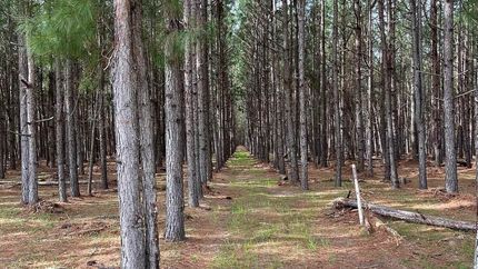 Undeveloped Land for sale in Clarendon County, South Carolina