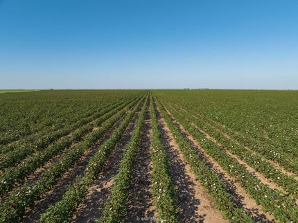 Undeveloped Land in Jones County, Texas
