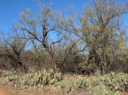 Undeveloped Land in Taylor County, Texas