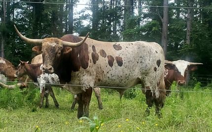 Farm and Ranch in Gilchrist County, Florida