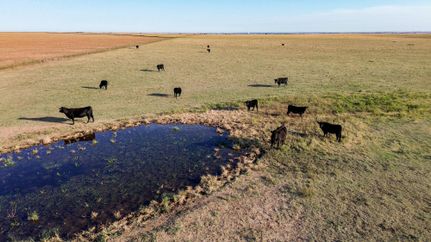 Farm and Ranch in Randall County, Texas