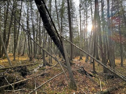 Timberland Property in Kalkaska County, Michigan