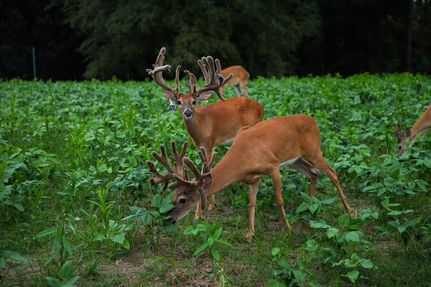 Farm and Ranch in Hamilton County, Florida