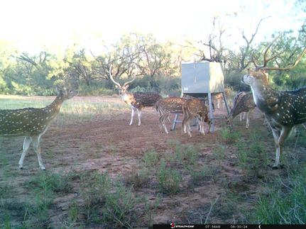 Land in Coke County, Texas