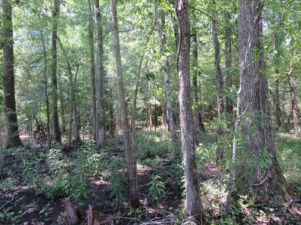 Undeveloped Land in Schley County, Georgia