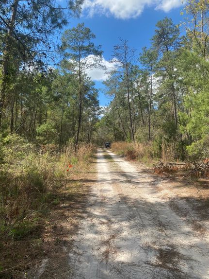 Timberland Property in Putnam County, Florida