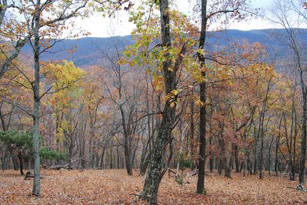 Undeveloped Land in Hardy County, West Virginia