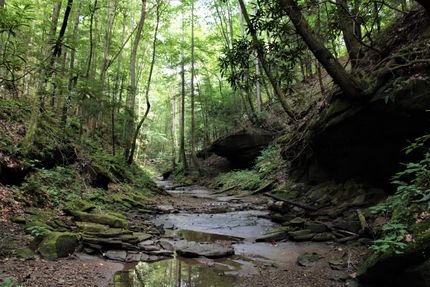 Timberland Property in Breathitt County, Kentucky