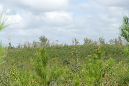 Timberland Property in Coffee County, Alabama