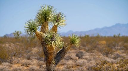 Undeveloped Land in Mohave County, Arizona