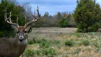 Timberland Property in Pittsburg County, Oklahoma