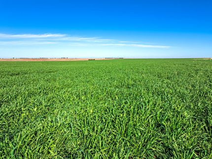 Farm and Ranch in Parmer County, Texas
