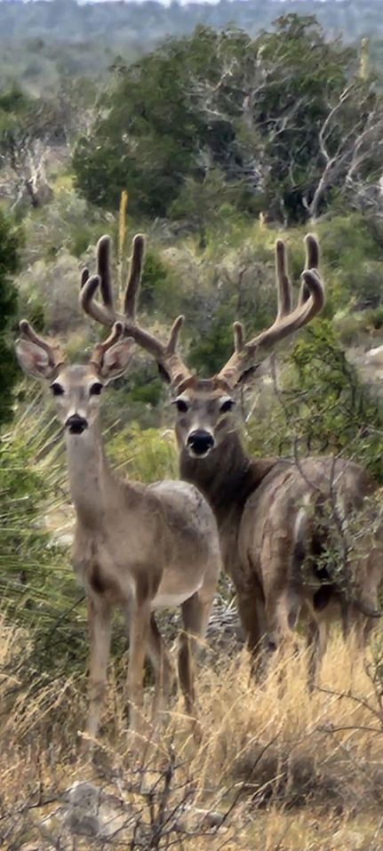Hunting Property in Pecos County, Texas