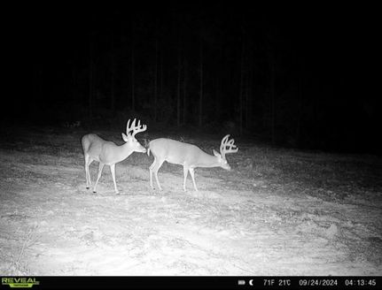 Timberland Property in Amite County, Mississippi