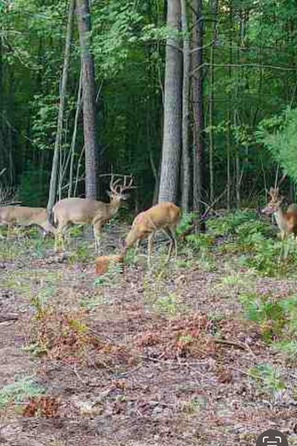 Hunting Property in Mason County, Michigan