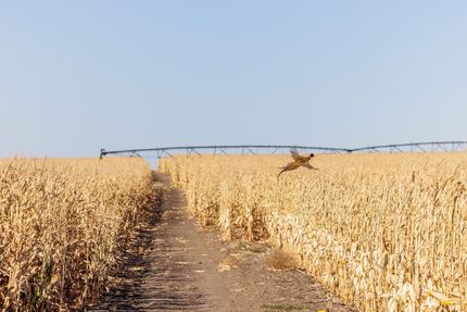Farm and Ranch in Emmons County, North Dakota