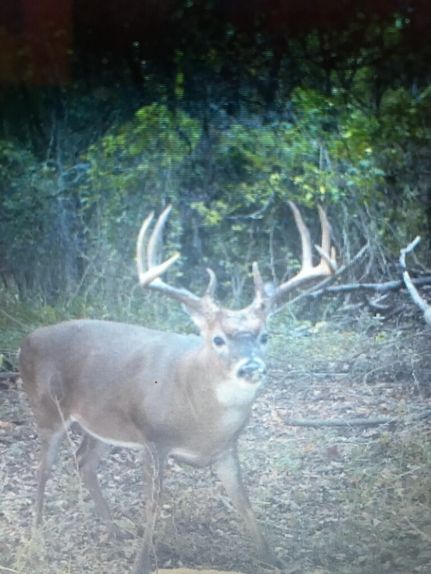 Undeveloped Land in East Carroll Parish, Louisiana