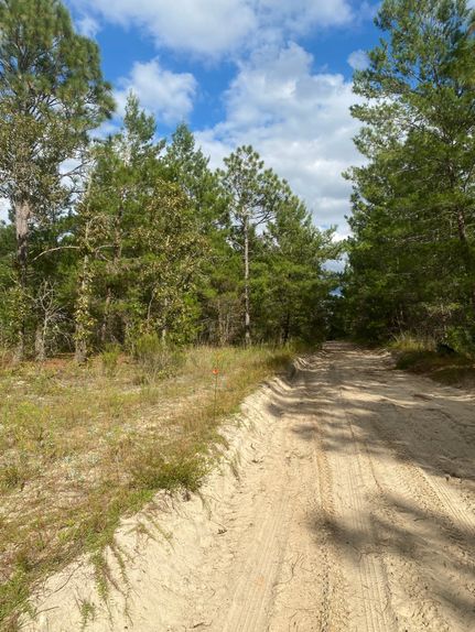 Timberland Property in Putnam County, Florida
