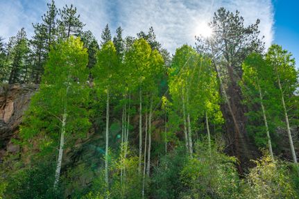 Timberland Property in Park County, Colorado
