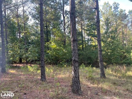 Timberland Property in Fayette County, Alabama