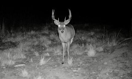 Undeveloped Land in Bowie County, Texas