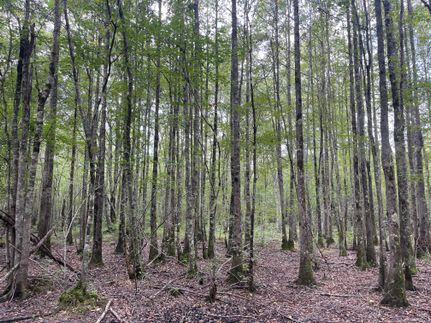 Hunting Property for sale in Lamar County, Alabama