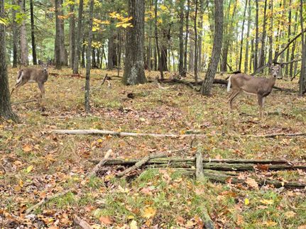 Timberland Property in Chemung County, New York