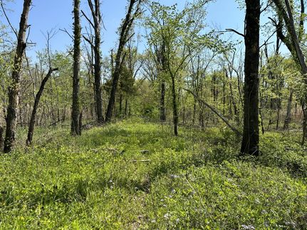 Undeveloped Land in Clinton County, Illinois
