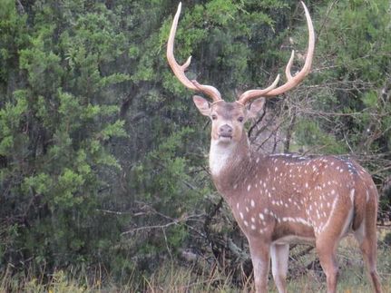 Hunting Property in Edwards County, Texas