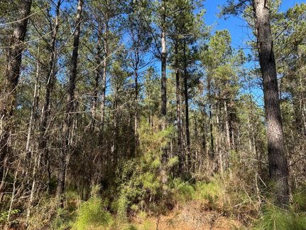 Timberland Property for sale in Williamsburg County, South Carolina