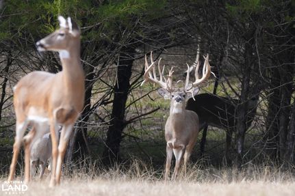 Timberland Property in Sumter County, Alabama