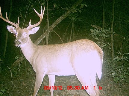 Hunting Property in Madison County, New York