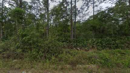 Timberland Property in Putnam County, Florida