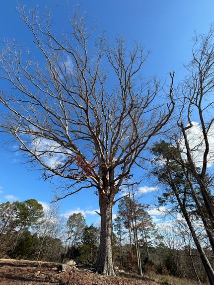 Recreational Property in Lafayette County, Mississippi
