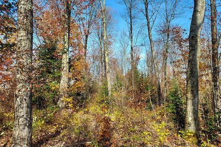 Timberland Property in Forest County, Wisconsin