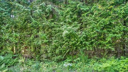Undeveloped Land in Whatcom County, Washington